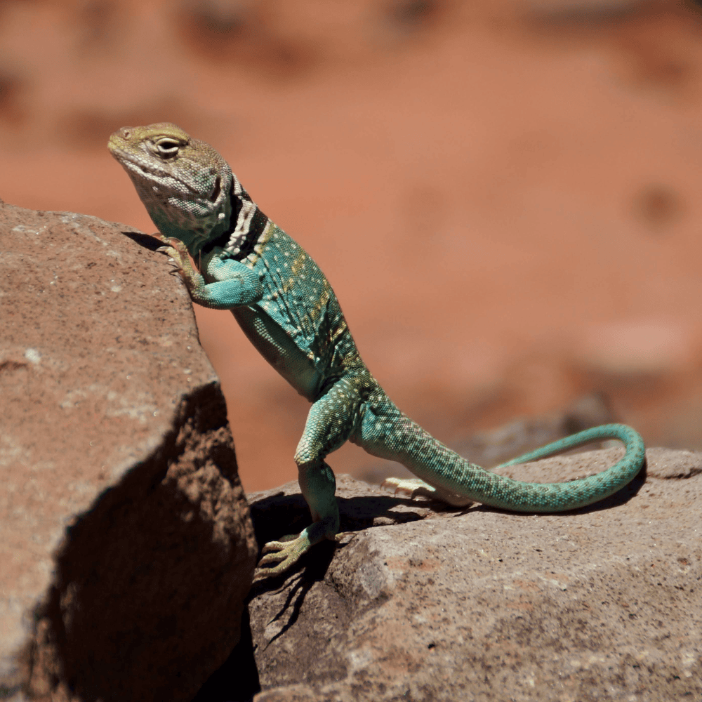 friends of sedona style