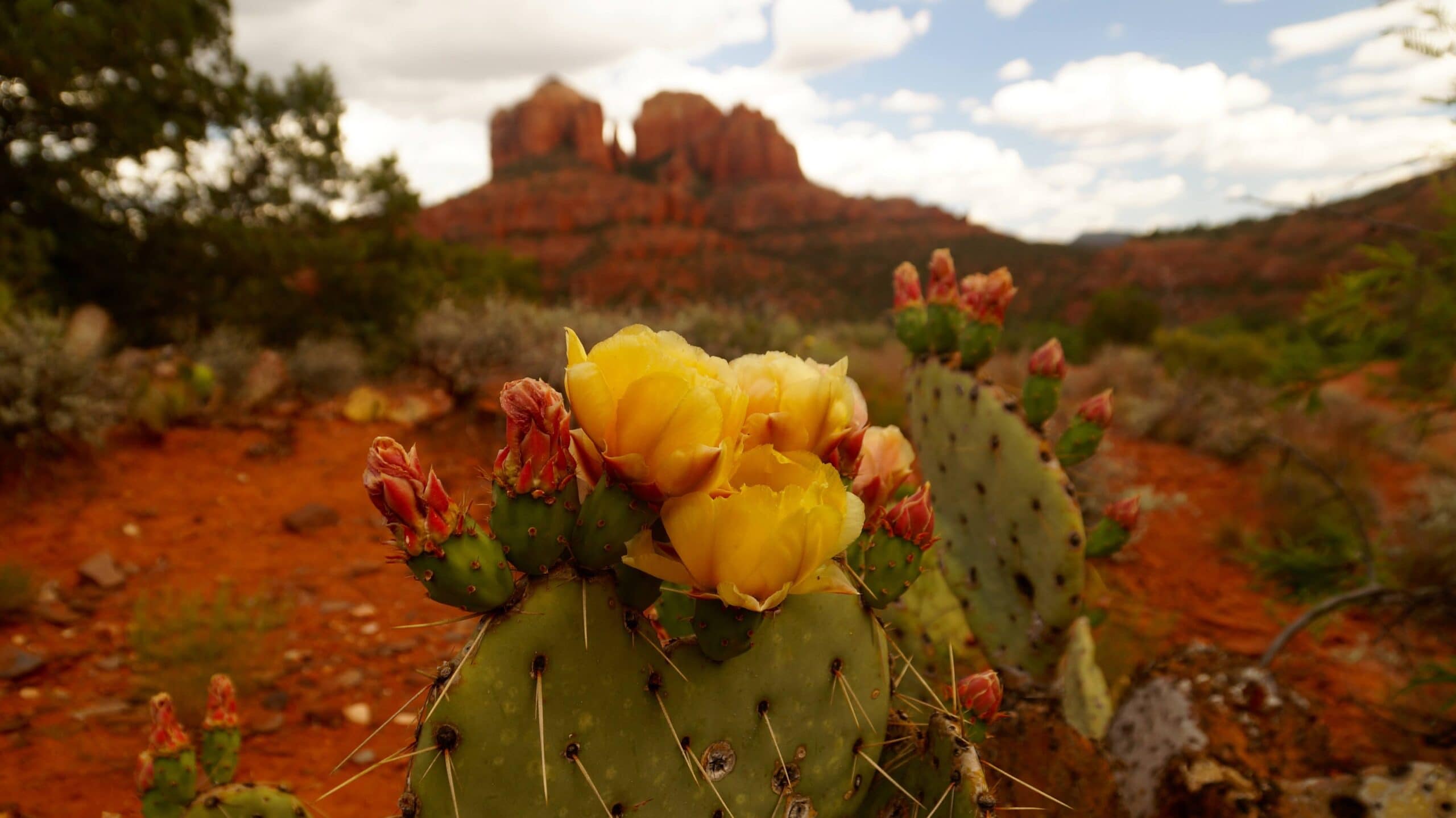 sedona cactus biophilic sedona style by dana cavanaugh designs